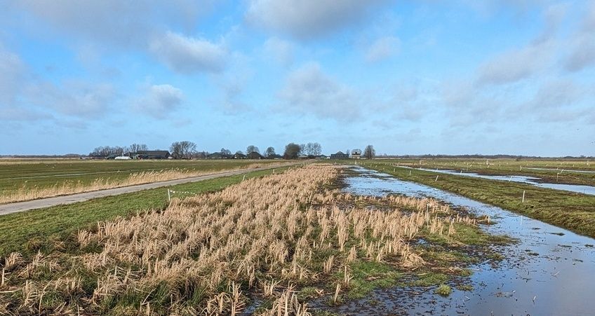 Hegewarren